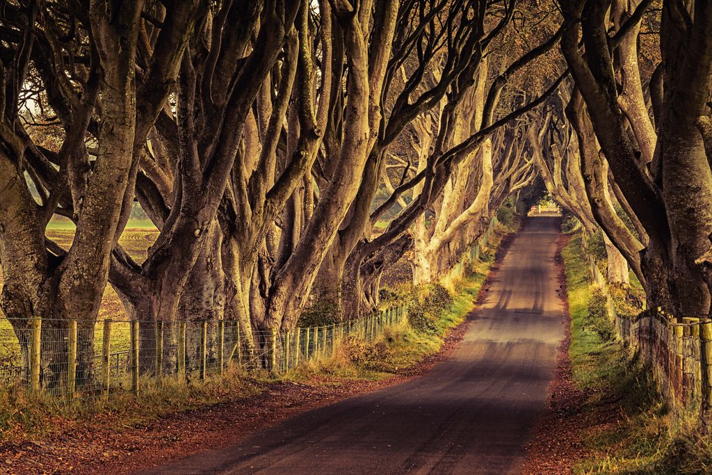 Dark Hedges